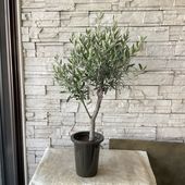 【送料無料】【SOUJU】香川県産オリーブの木　シプレッシーノ　6号鉢　19