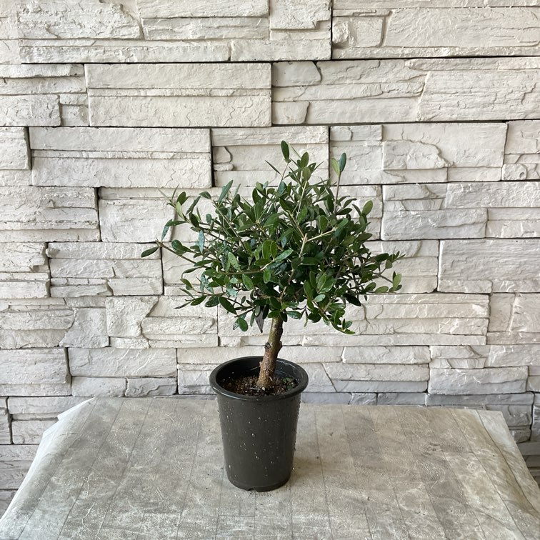 souju】香川県産オリーブの木 ネバディロブランコ 4号鉢 70 | 鉢花