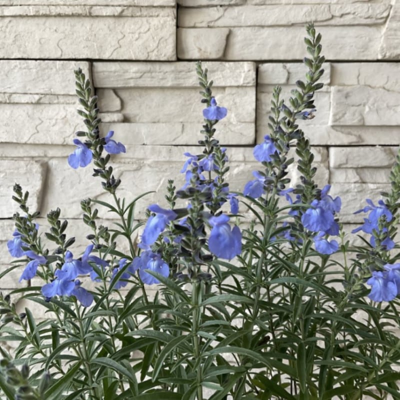 すべての商品 | 橋本種苗園オンラインストア