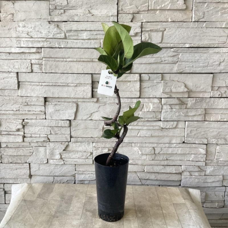 植物地獄様　レイヴン / マクラータ斑入り　葉挿し1枚 植物地獄様 レイヴン / マクラータ斑入り 葉挿し1枚 観葉植物