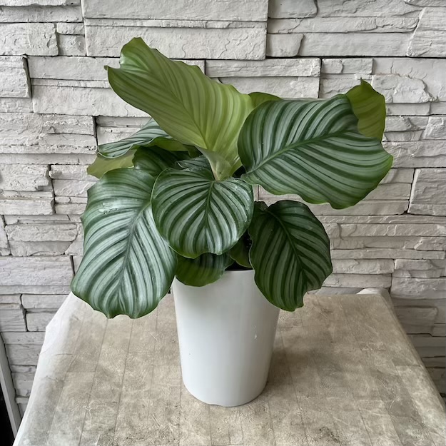 【観葉植物】カラテア　オルビフォリア 6寸鉢