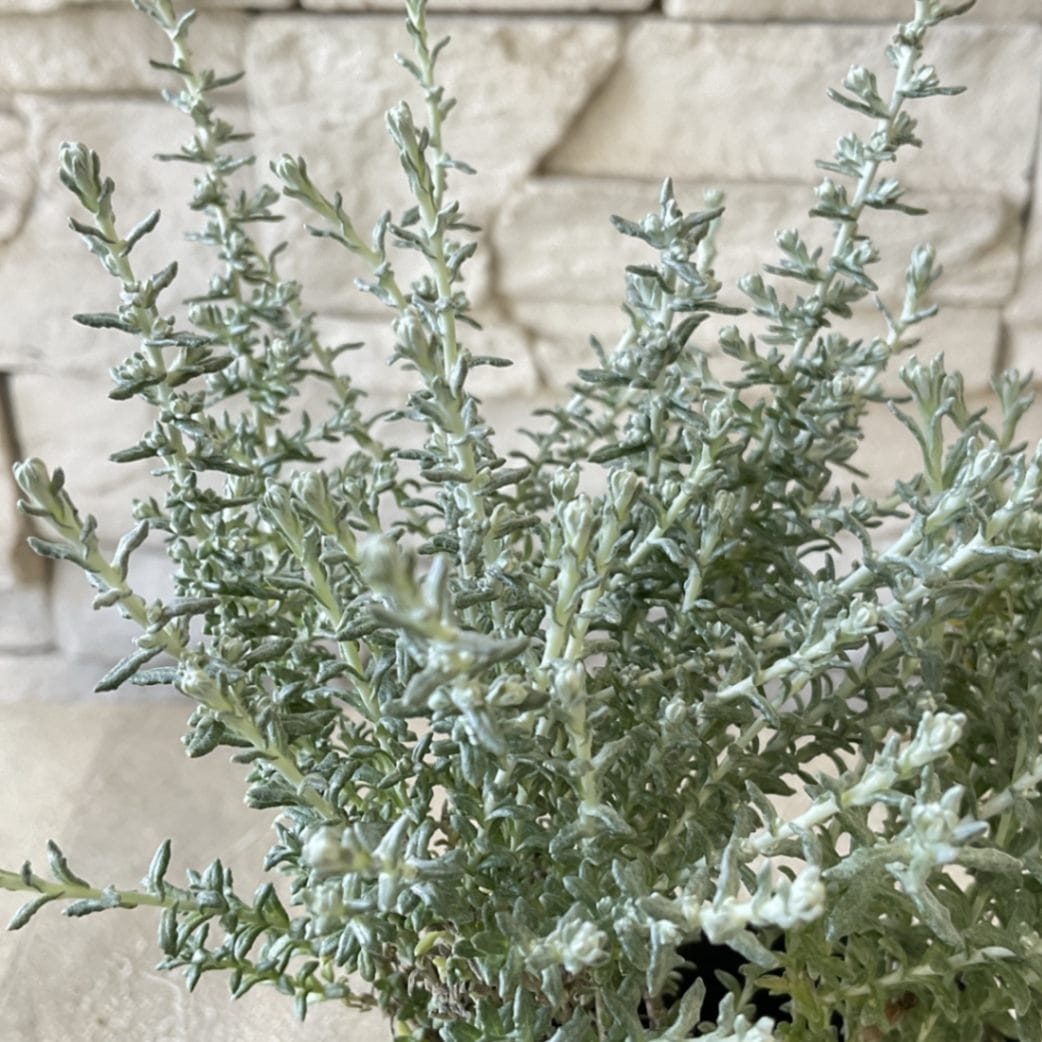 ヘリクリサム イタリカム 2.5寸ポット | 鉢花・花苗 | 橋本種苗園