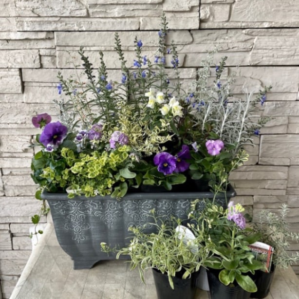 自分で作る寄せ植えセット】パープルシルバーのクールな寄せ植え | 鉢
