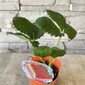 【野菜苗】いちご苗　ジャンボいちご　キングベリー　|野菜苗