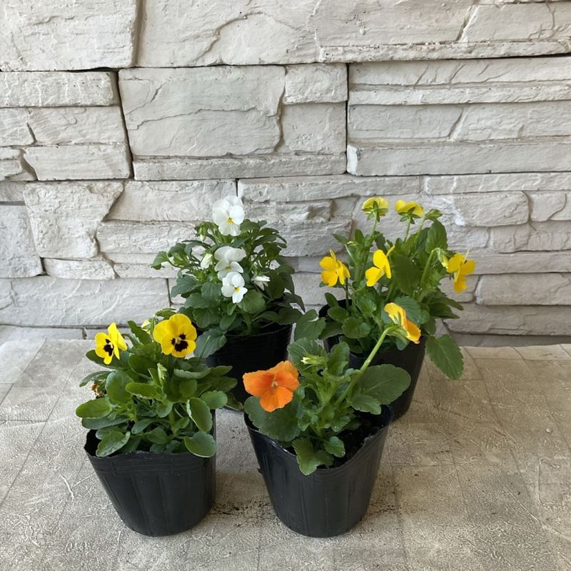 ビオラ　選べる♪2色　3寸ポット