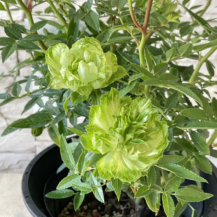 nalu様 8苗 大量苗セット DUO 鬼鱒 オニマス 正影SLIM120F | Fishing Tackle BLUE MARLIN