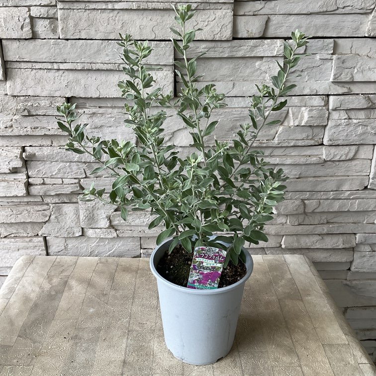 レウコフィルム フルテスケンス | 鉢花・花苗 | 橋本種苗園オンライン