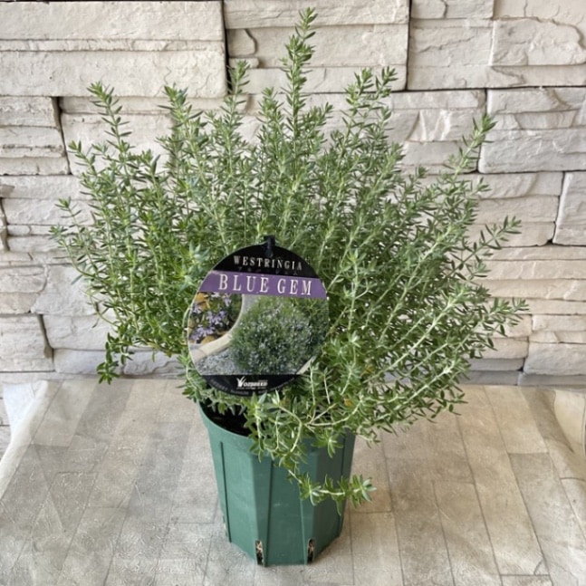 在庫一掃セール売れ筋ランキング 花苗 観葉植物：グレビレア ラベンダーグレビレア*7号 常緑樹