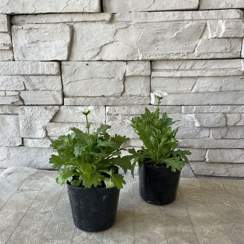 オリジナル交配実生苗 窓口 オリジナル交配実生苗 窓口 すべての商品 | 橋本種苗園オンラインストア