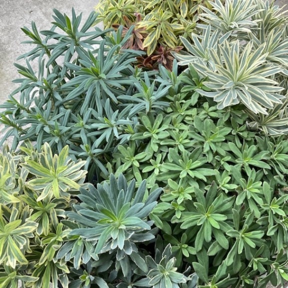 ユーフォルビア・デシドゥア 5寸 ユーフォルビア・デシドゥア 5寸