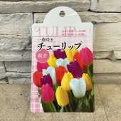 【球根】一重咲き　チューリップ　混合　5球入り