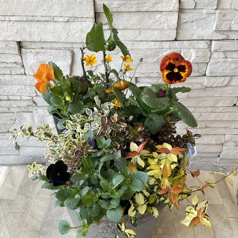 ハロウィンの余韻を楽しむ寄せ植え花苗セット】 | 鉢花・花苗 | 橋本