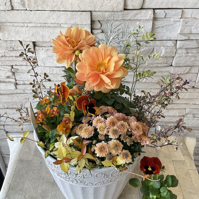 すべての商品 | 橋本種苗園オンラインストア