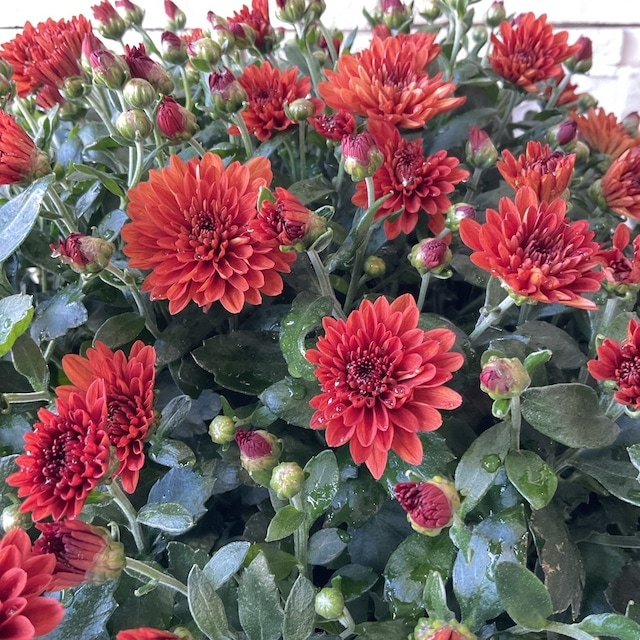 送料無料】ガーデンマム 10寸鉢 | 鉢花・花苗 | 橋本種苗園オンライン