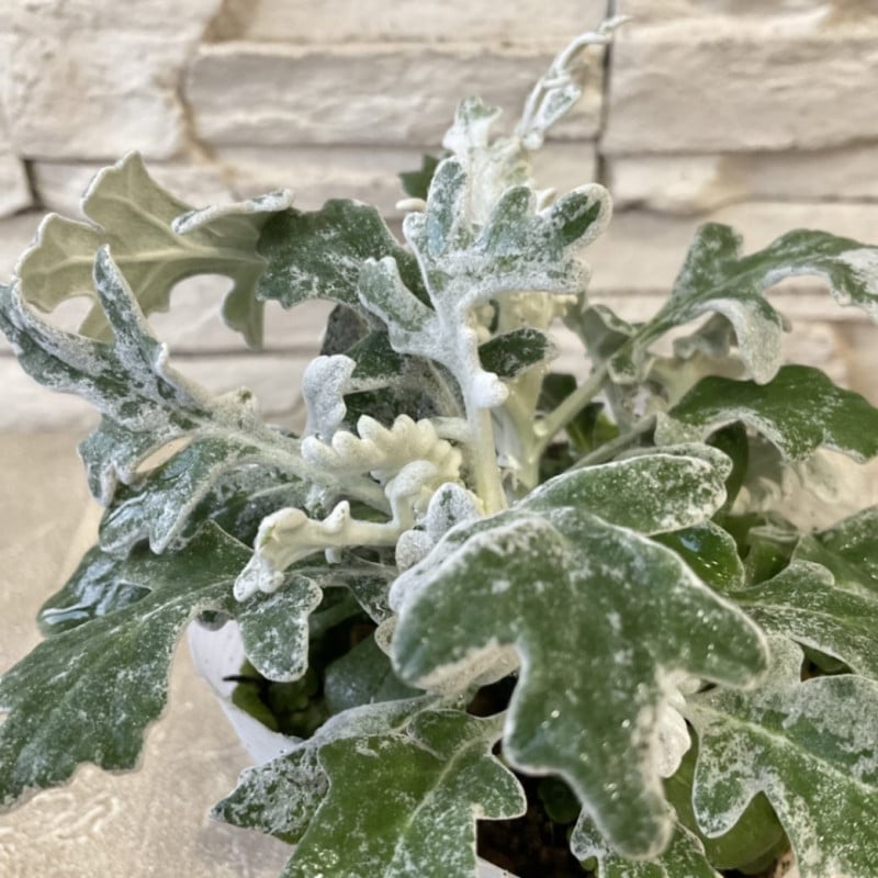 白妙菊　シルバーダスト 3寸ポット