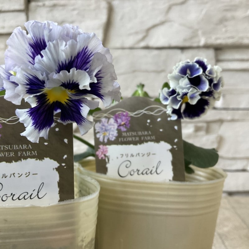 【SALE】フリルパンジー　コライユ 3.5寸ポット