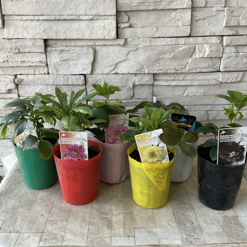 ローズウッド様 リクエスト 3点 まとめ商品 ローズウッド様 リクエスト 3点 まとめ商品 ローズウッド様 リクエスト