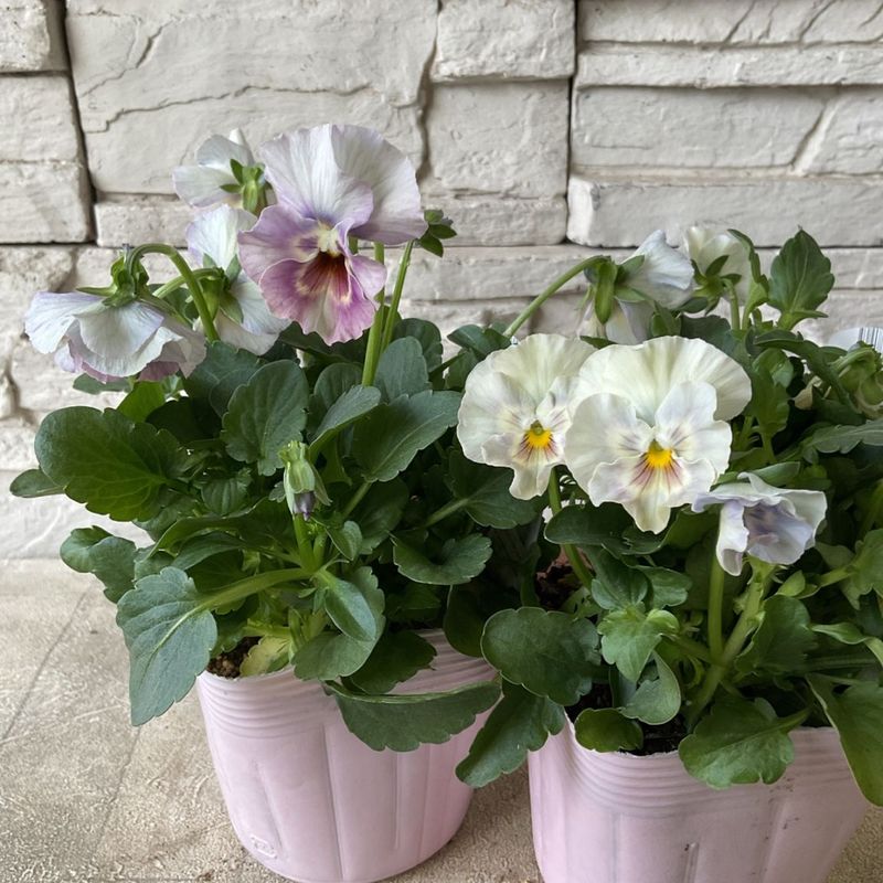 花日和オリジナル　フリル咲き小輪パンジー　ペルクレア 3.5寸ポット