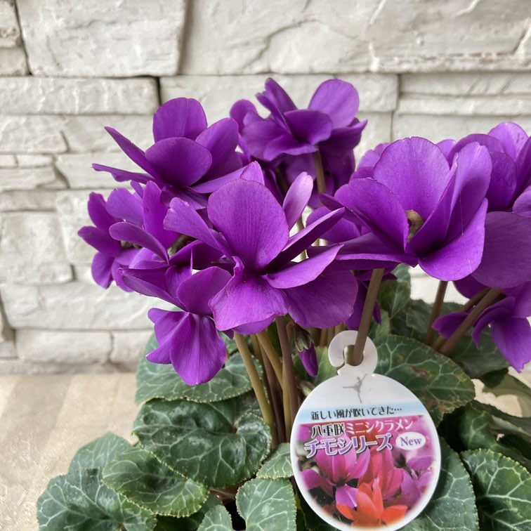 八重崎ミニシクラメン 斑入り チモピンク　②　＊同梱推奨商品 八重崎ミニシクラメン 斑入り チモピンク ② ＊同梱推奨商品 八重咲