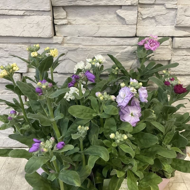 八重咲きストック　選べる♪6色 3.5寸ポット