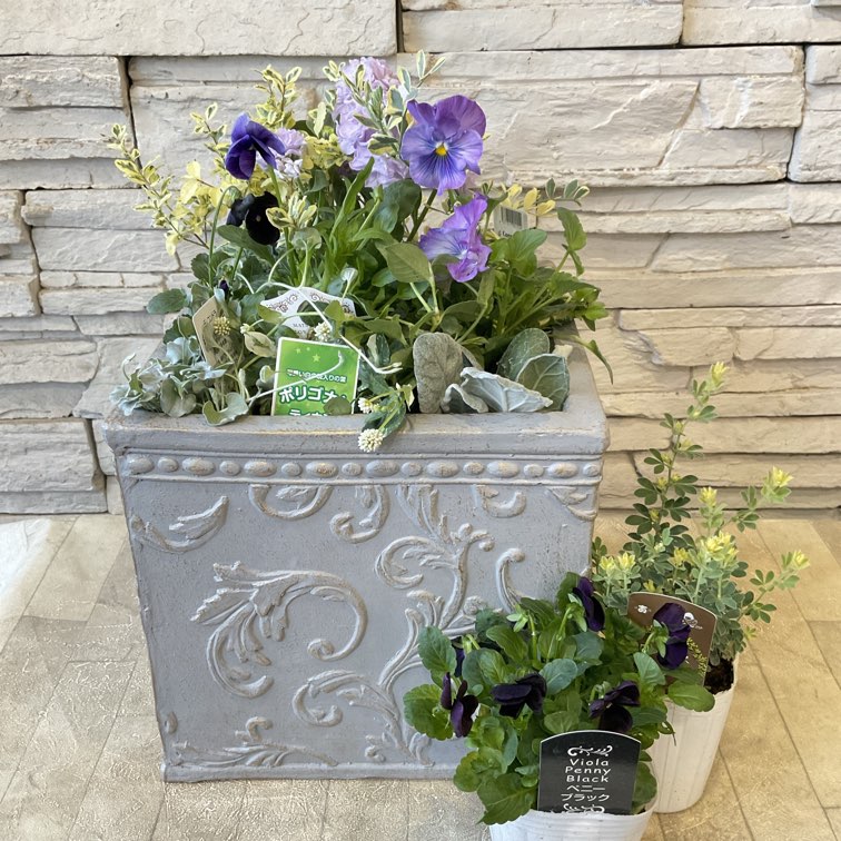 パープルブラックの寄せ植え花苗セット】 | 鉢花・花苗 | 橋本