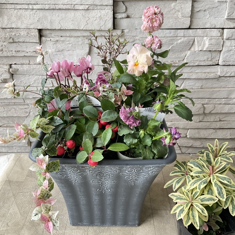 ピンク＆レッドの寄せ植え花苗セット】 | 鉢花・花苗 | 橋本種苗