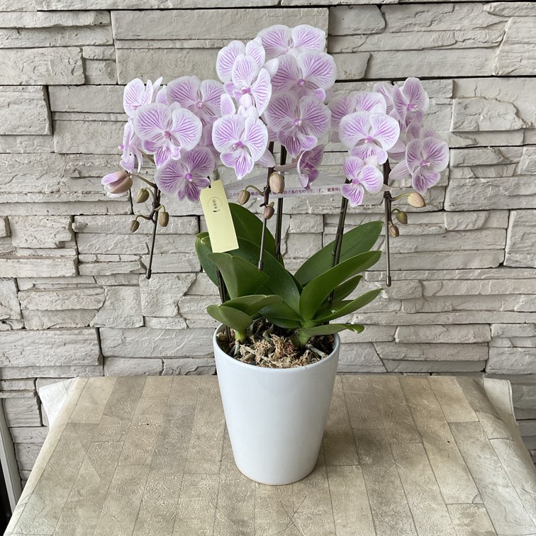 すべての商品 | 橋本種苗園オンラインストア