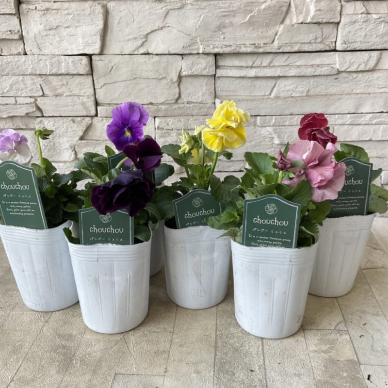 凄く種子取れます❗️実生　寄せ植え　13株　鉢のまま発送　銀冠玉 鉢花・花苗 | 橋本種苗園オンラインストア