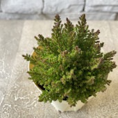 カルーナ　minima ２寸鉢|鉢花・花苗