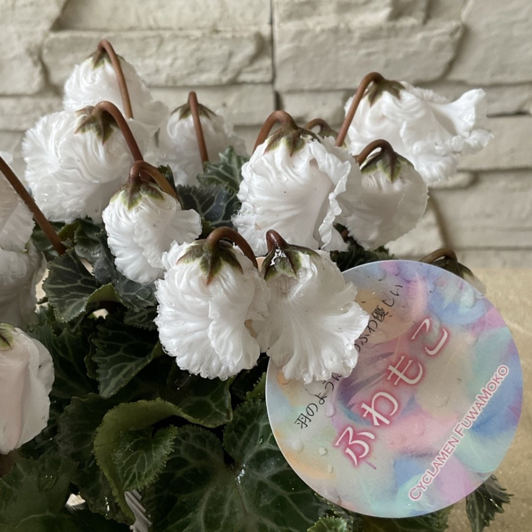 シクラメン ふわもこ 3寸ポット | 鉢花・花苗 | 橋本種苗園オンライン