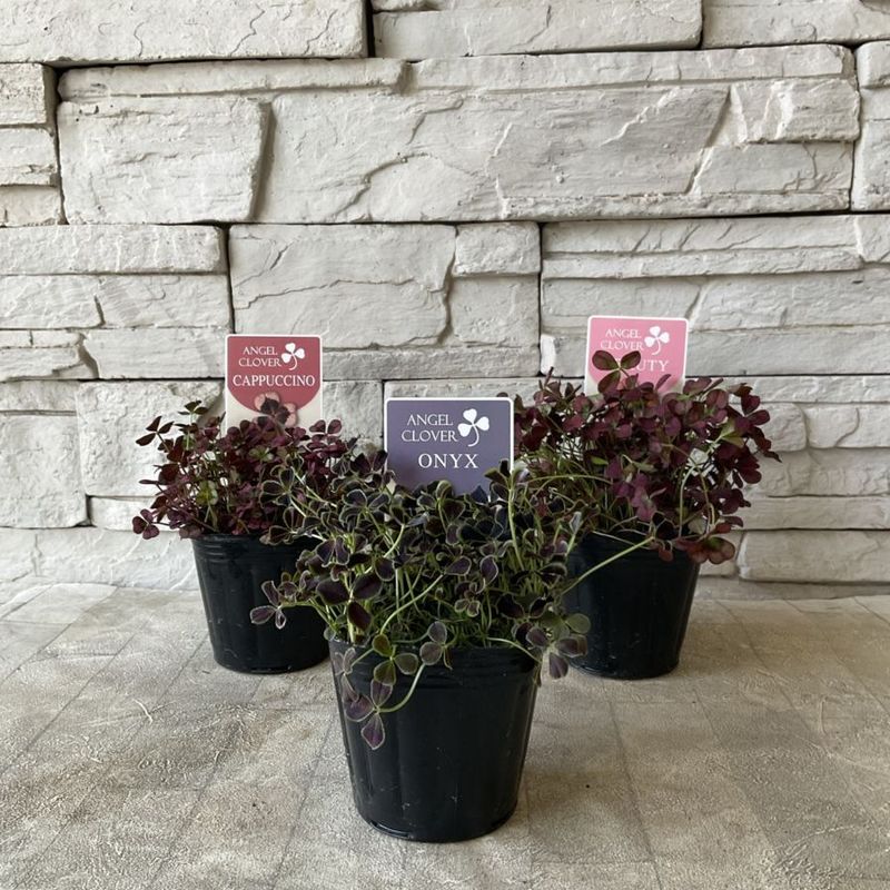 見元園芸　エンジェルクローバー　選べる♪3種　3寸ポット
