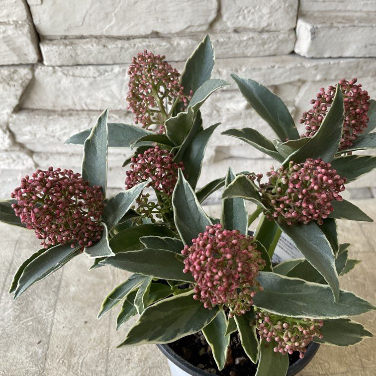 スキミア　マジックマルロー 3.3寸ポット