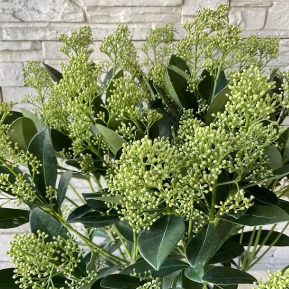 すべての商品 | 橋本種苗園オンラインストア