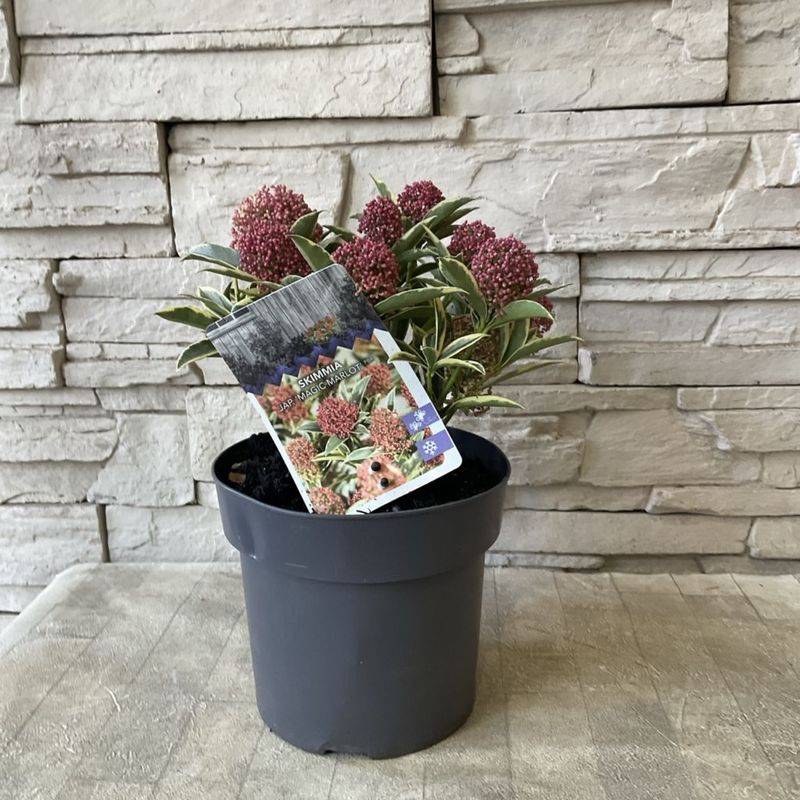 斑入りスキミア マジックマルロー 6寸鉢 | 鉢花・花苗 | 橋本種苗園