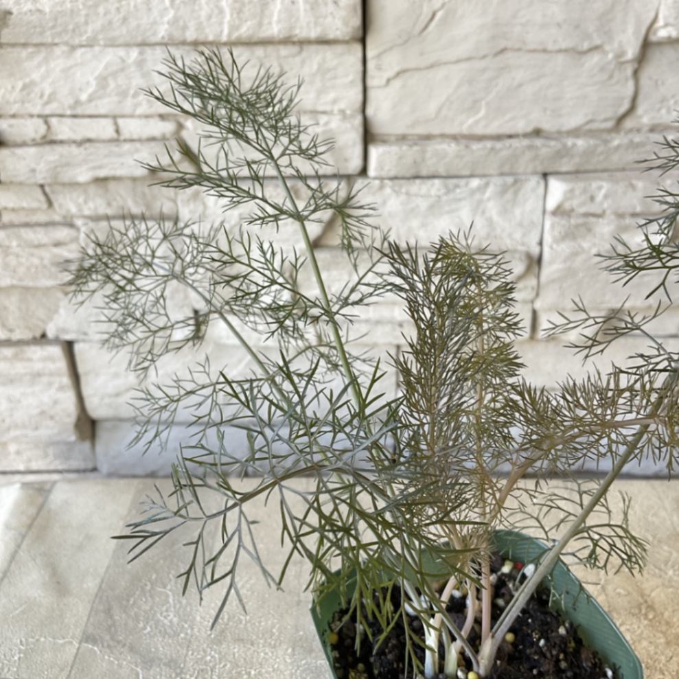 ブロンズフェンネル 2.5寸ポット ハーブ 橋本種苗園オンラインストア