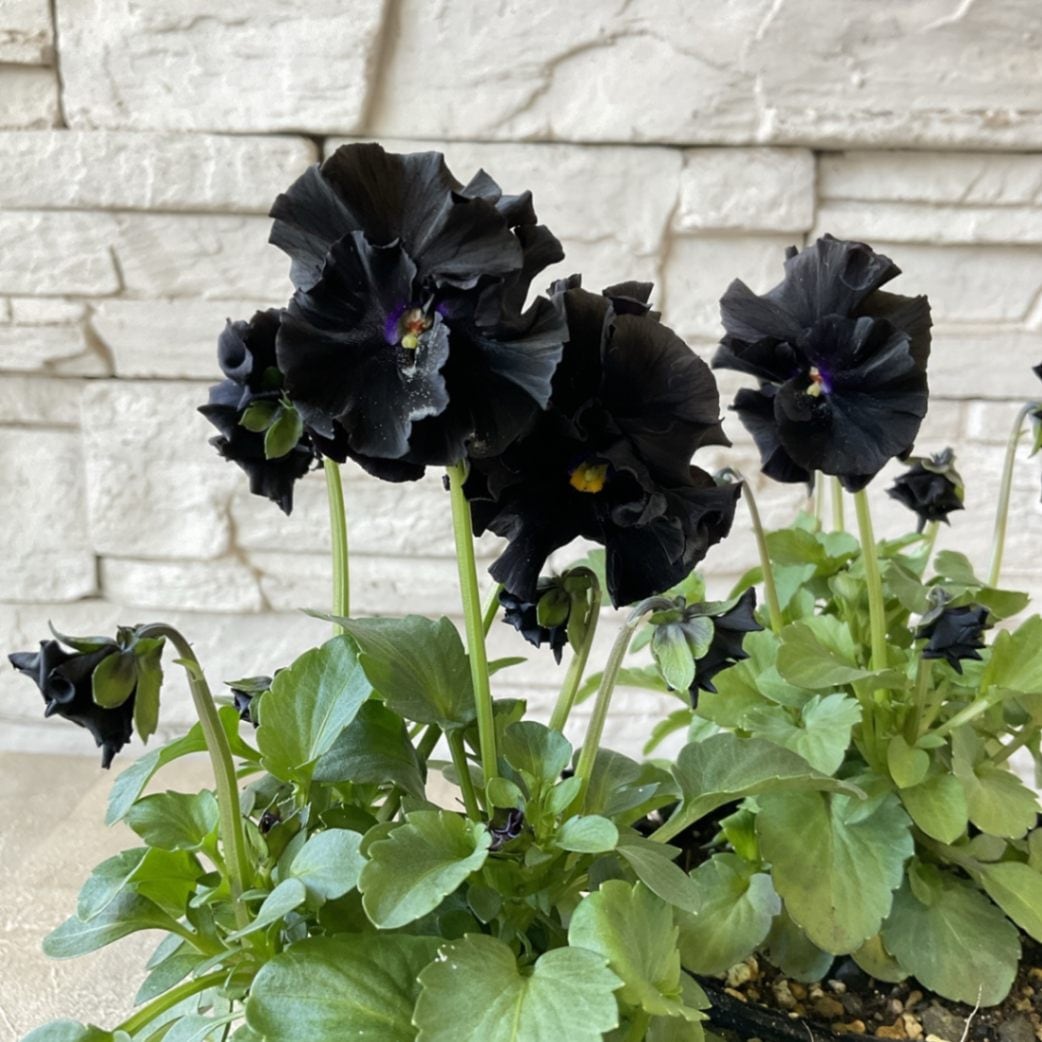 専用 FR65♥ 桂楓園さん フリルパンジー マジックアワー♥花苗ポット