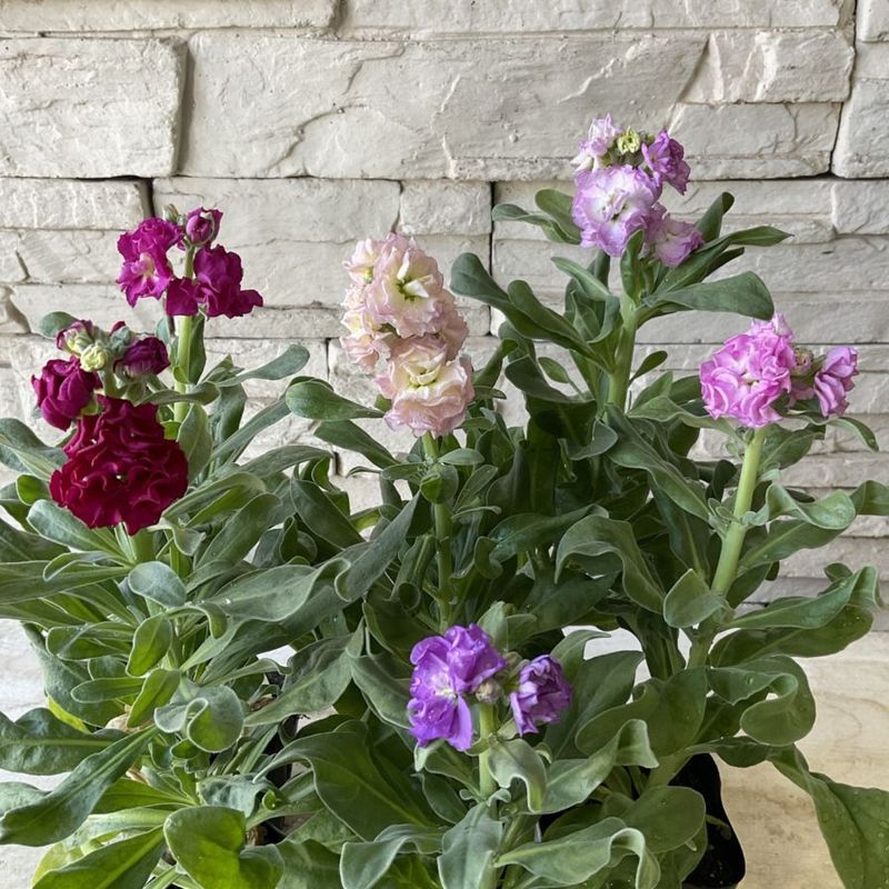 八重咲きストック　選べる ♪4色 3寸ポット