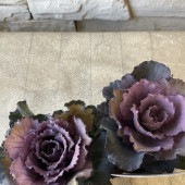 ハボタン　萌花ビター 2.５寸ポット|鉢花・花苗