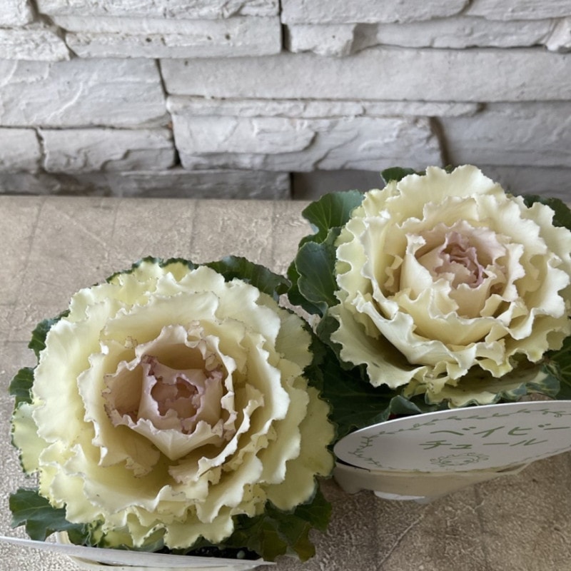 すべての商品 | 橋本種苗園オンラインストア