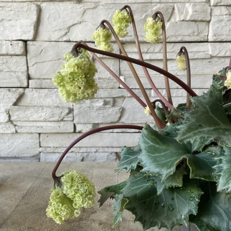 すべての商品 | 橋本種苗園オンラインストア