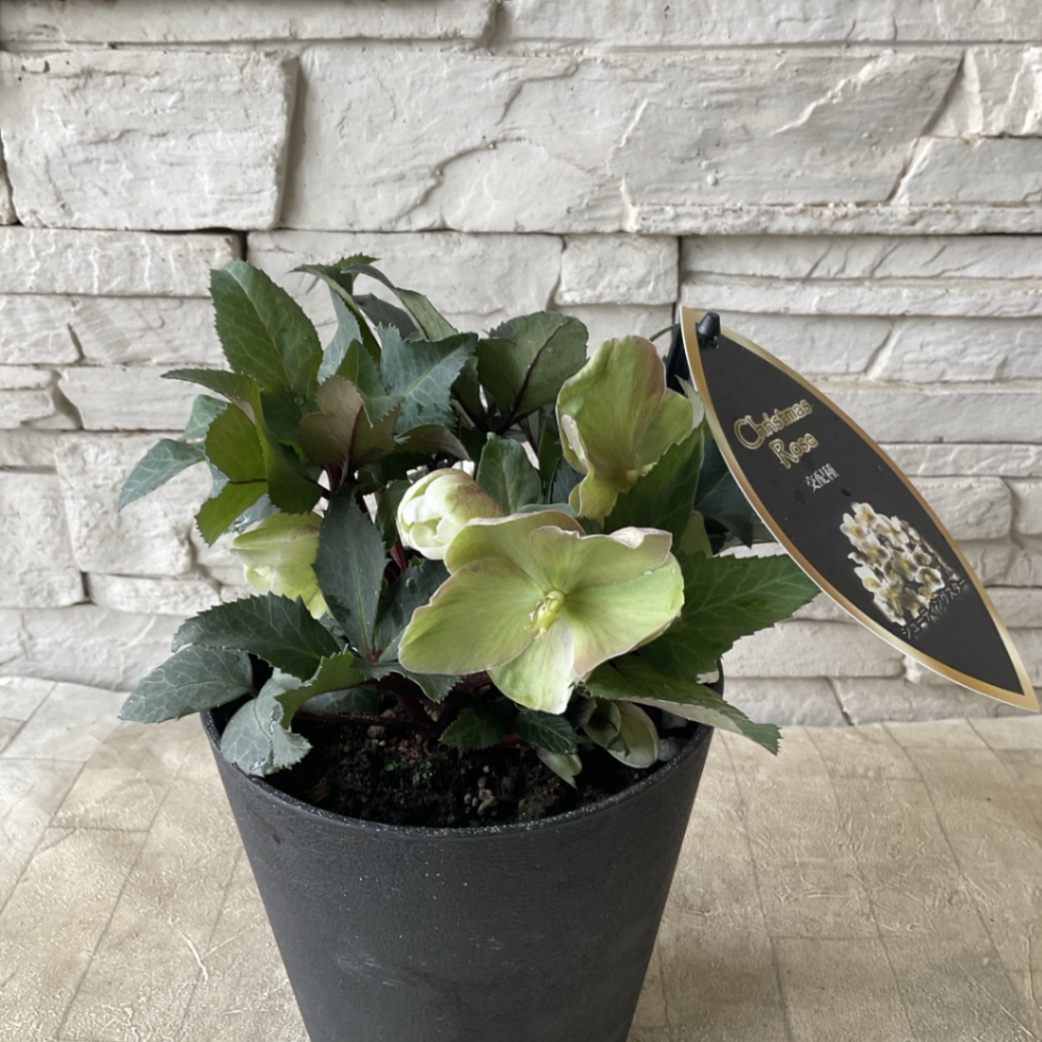 クリスマスローズ シューティングスター 5寸鉢 | 鉢花・花苗 | 橋本