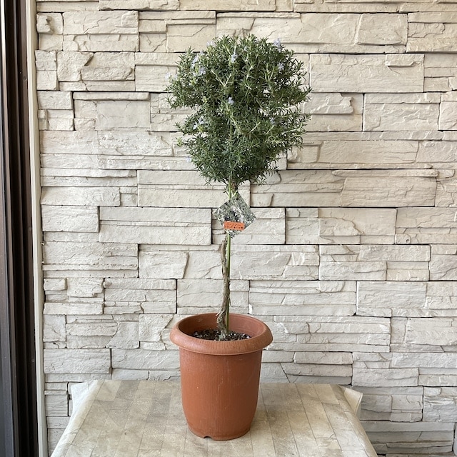 【送料無料】ローズマリー　スタンダード仕立て ７寸鉢　