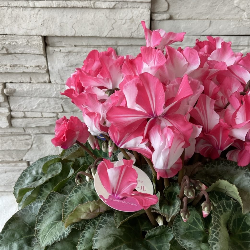 送料無料】プレミアムシクラメン ミルキーガール 6寸鉢 | 鉢花・花苗