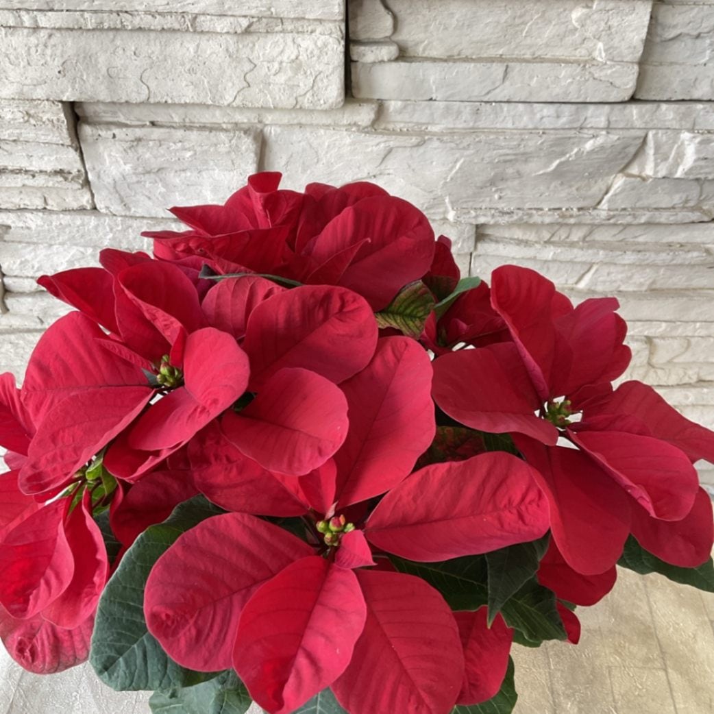 本物です】クリスマスツリーの木はポインセチア！おすすめします