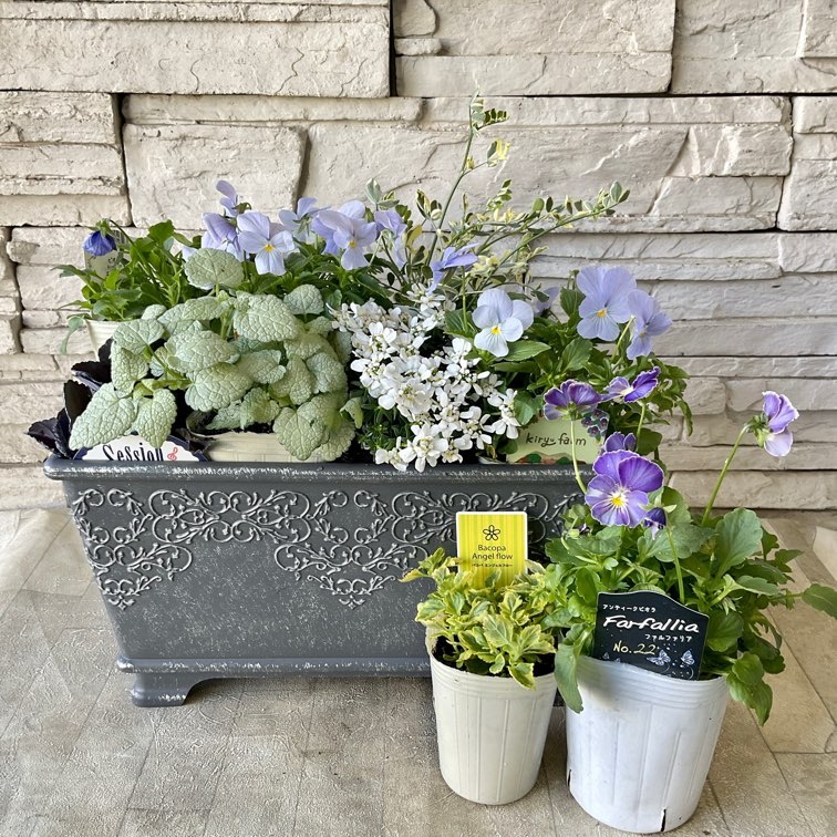 ブルーとシルバーの寄せ植え花苗セット】 | 鉢花・花苗 | 橋本種苗園