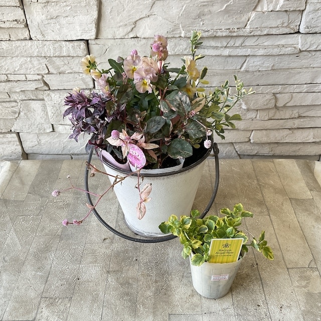 寄せ植え | 橋本種苗園オンラインストア