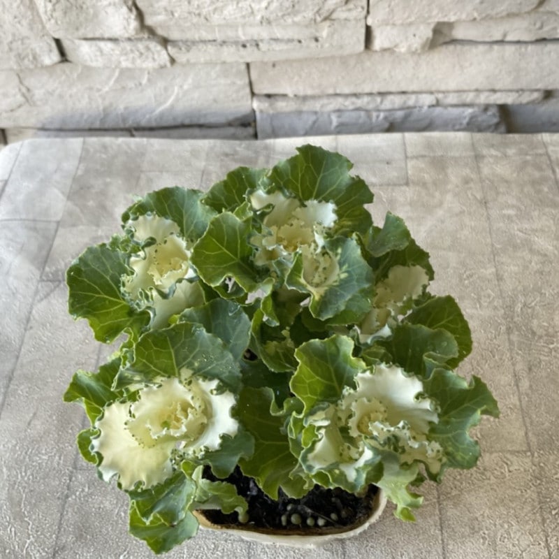 すべての商品 | 橋本種苗園オンラインストア