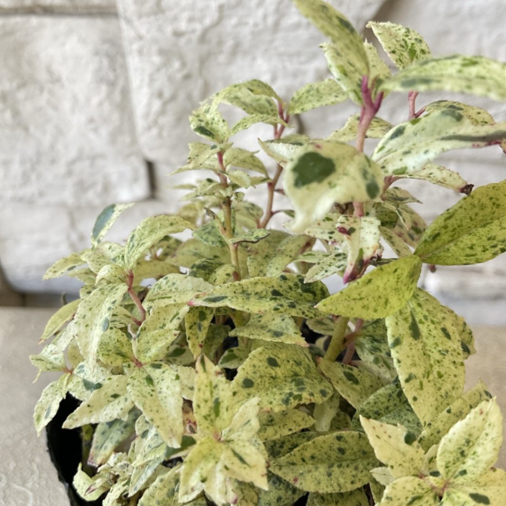 ヒペリカム♥根付き苗 ヒペリカム♥根付き苗 【公式通販】