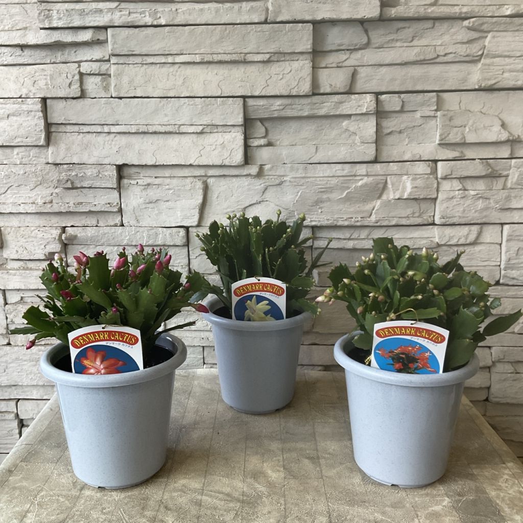シャコバサボテン（デンマークカクタス） 選べる♪4種 | 鉢花・花苗