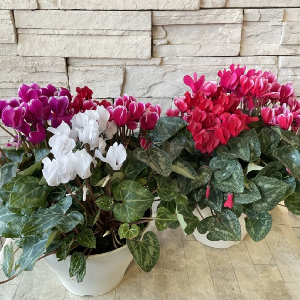 ガーデンミニシクラメン 寄せ植え 7寸鉢 | 鉢花・花苗 | 橋本種苗園